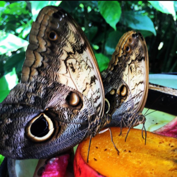 Isla de Ometepe - Butterflies allover