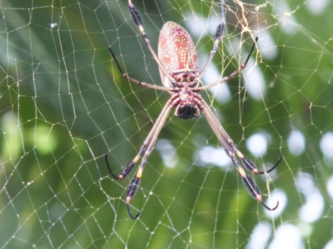 Costa Rica in drie weken - SPIN COSTA RICA