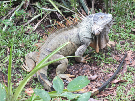 Costa Rica in drie weken - LEGUAAN