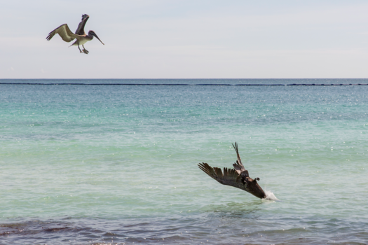 Tulum - vissende pelikanen