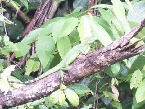 Costa Rica in drie weken - GROENE LEGUAAN