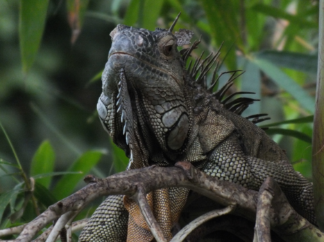 Costa Rica in drie weken - LEGUAAN