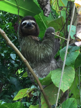 Rondreis Costa Rica en Panama - Luiaard bijdehand!