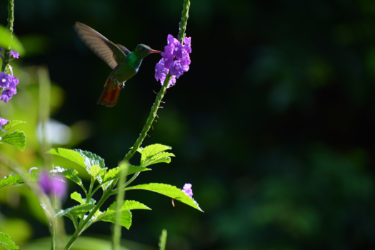 Costa Rica in drie weken - Kolibrie