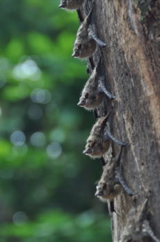 Rondreis Noord-Costa Rica - Slapen in een rij