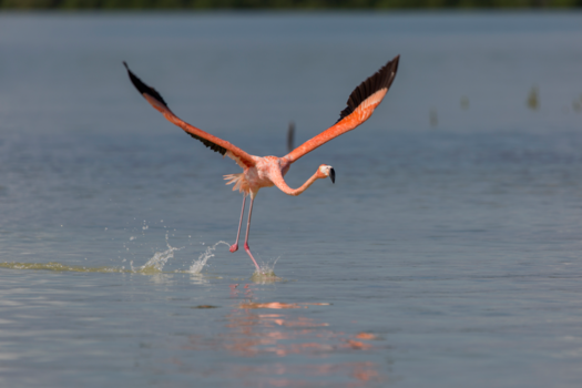 Mexico - Ready to take off