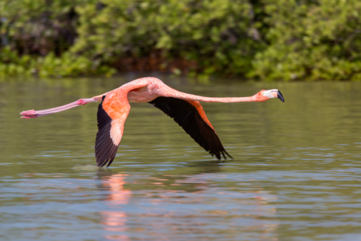 Mexico - touched by the pelican