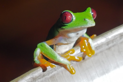 Costa Rica - Grappige roodoogmakikikikker