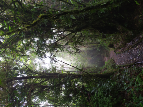 Monteverde Cloud Forest Reserve