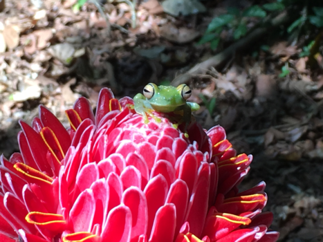 Costa Rica - Pura Vida