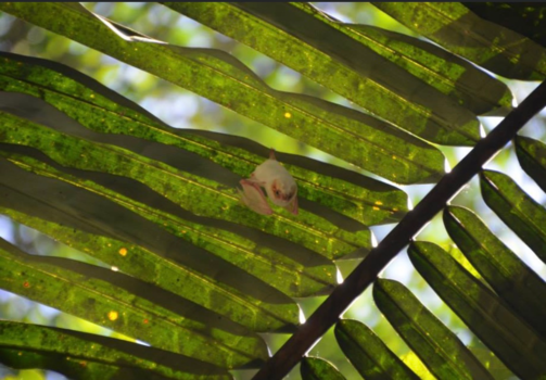 Rondreis hoogtepunten Costa Rica - Vleermuis in Torcoles 2014