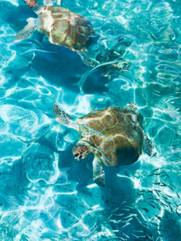 Curaçao - Zeeschildpadden