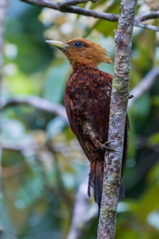 Rondreis Noord-Costa Rica - Specht