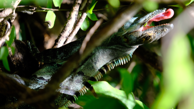 Costa Rica - Hongerige blikken