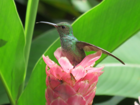 Rondreis Caribische kust Costa Rica - Hummingbird