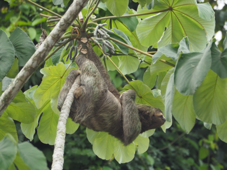 Costa Rica - Luiaard
