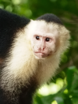 Costa Rica - Kapucijner aap