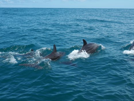 Costa Rica - Dolfijnen