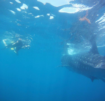 Mexico - 1.70 m vs. 15 m