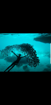 Curaçao - Als een vis in het water🌍🐠