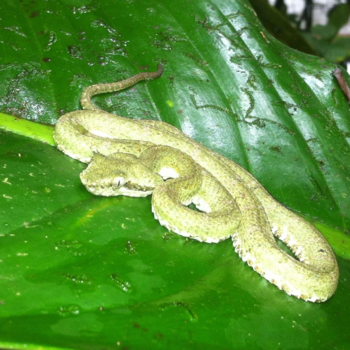 Costa Rica - Flora en fauna in de Jungle van Costa Rica