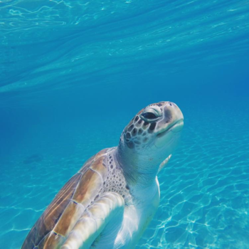Curaçao - Schildpad zegt gedag