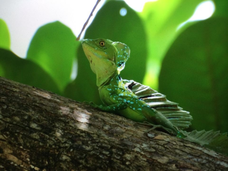 Rondreis Caribische kust Costa Rica - Vakantie Costa Rica 2014