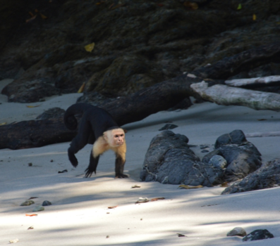 Rondreis hoogtepunten Costa Rica - Er op af!