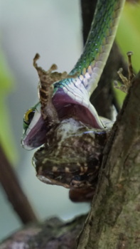 Rondreis hoogtepunten Costa Rica - Sneek bite