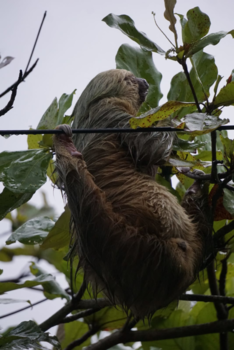 Rondreis hoogtepunten Costa Rica - Gezellig een drankje in Manuel Antonio en wat komt er langs.......