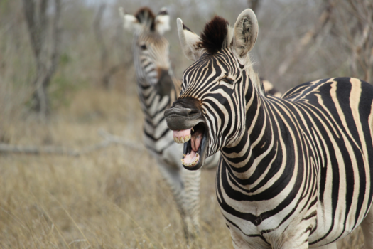 Costa Rica in drie weken - Crazy Zebra