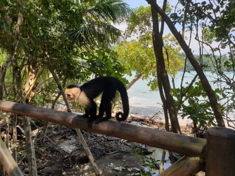 Costa Rica - National park Manuel Antonio monkey