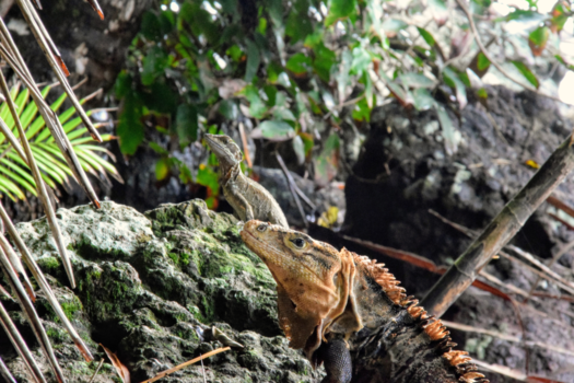 Manuel Antonio National Park - Manuel en Antonio zonnen in Manuel Antonio (Costa Rica)