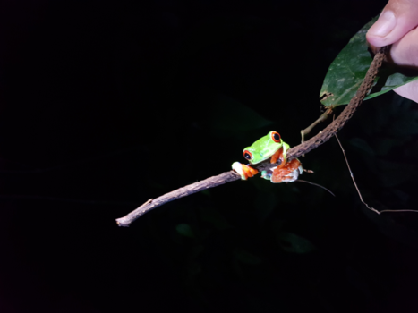 Costa Rica - Nachtelijke verrassing