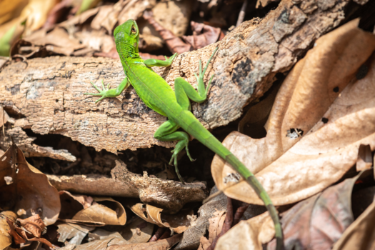 Rondreis Noord-Costa Rica - Colorful Wildlife Costa Rica