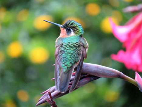 San Gerardo de Dota - Daar zit-ie, de prachtige Kolibrie!