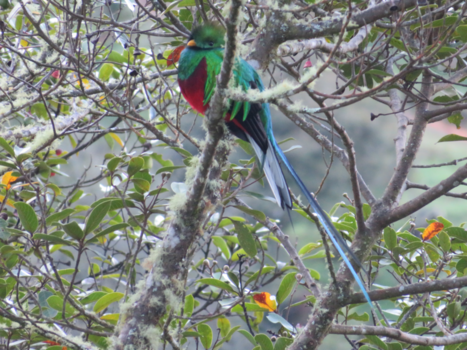 San Gerardo de Dota - Quetzal