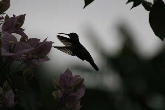 Costa Rica - Fortuna Hummingbird