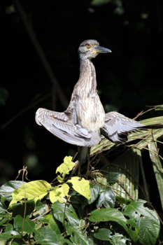 Costa Rica - Completely Zen