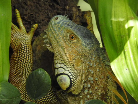 Costa Rica - Groene leguaan