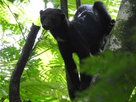 Costa Rica - Nieuwsgierige Tayra