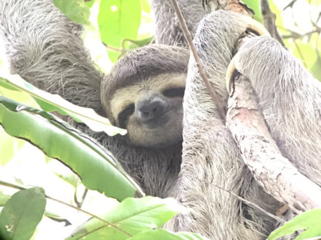 Manuel Antonio National Park - The Sloth way of life