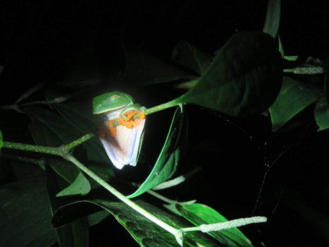 Rondreis hoogtepunten Costa Rica - Natuurlijk mooi