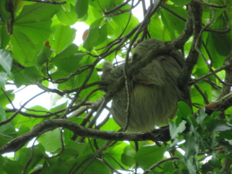 Rondreis hoogtepunten Costa Rica - Sloth klem