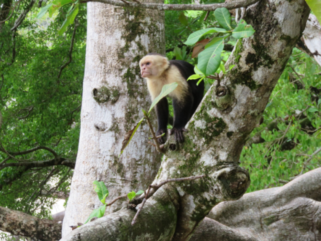 Rondreis Noord-Costa Rica - Op de uitkijk