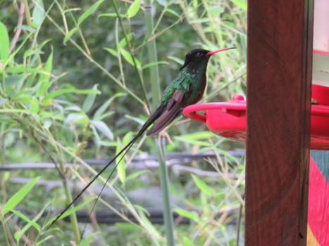 Jamaica - Hummingbird in the Blue Mountains