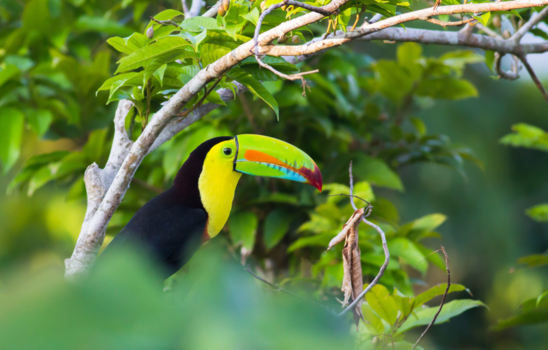 Costa Rica - Toekan in de jungle