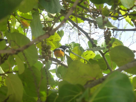 Curaçao - Vrije vogel, ultiem relaxen met de nationale vogel van Curaçao op het strand