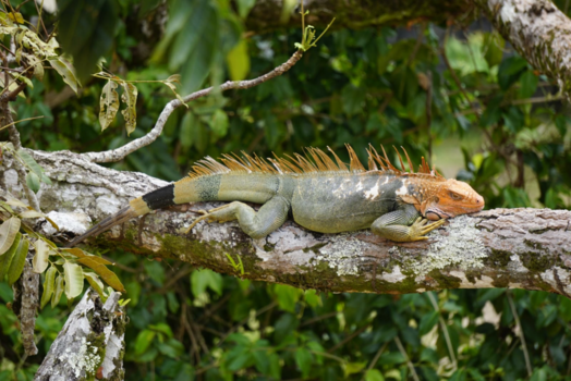 Rondreis hoogtepunten Costa Rica - Gewoon bij ons hotel