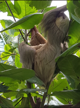 Cahuita National Park - Relax..